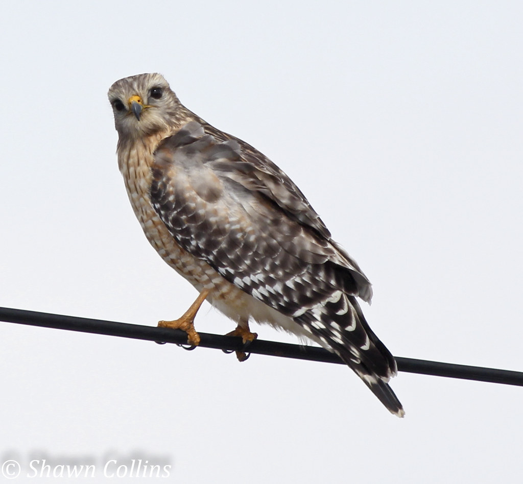 Red Shouldered Hawk Conneaut Lake, Crawford County PA Shawn Collins