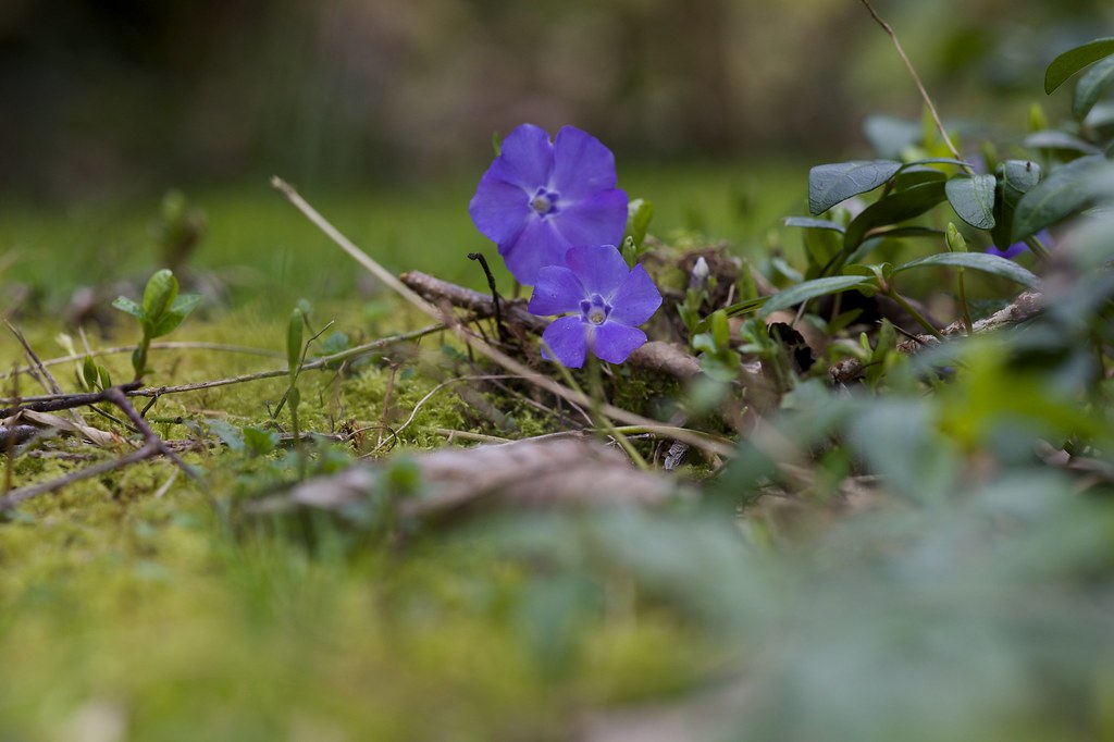 _IAW0183 Flowers in my garden, Rickmansworth, Hertfordshir… Flickr