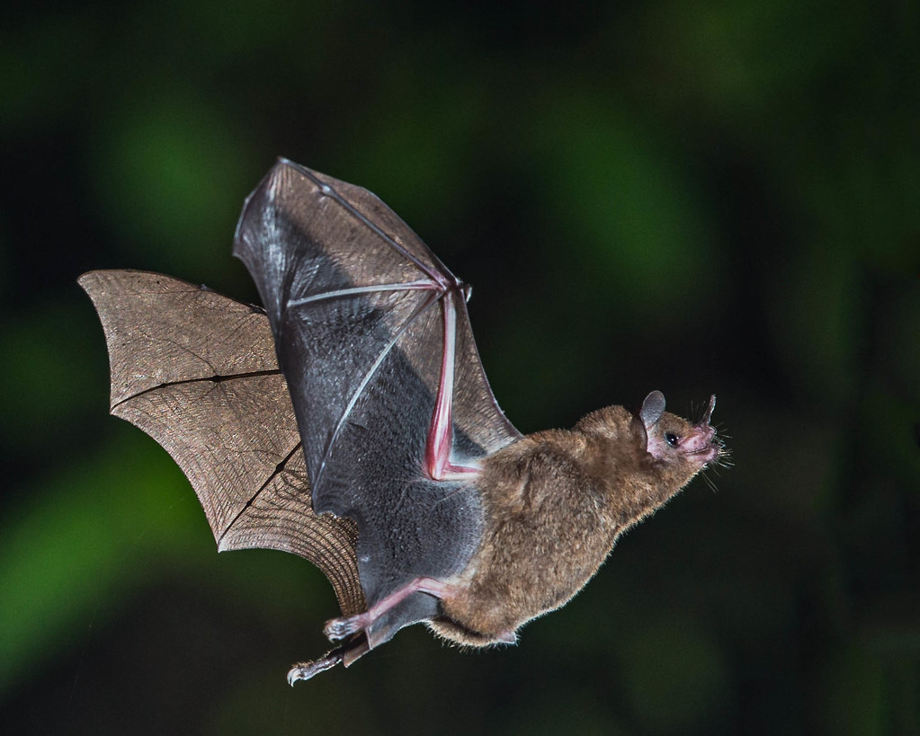 Shorttailed Fruit Bat When evening arrived in Costa Rica,… Flickr