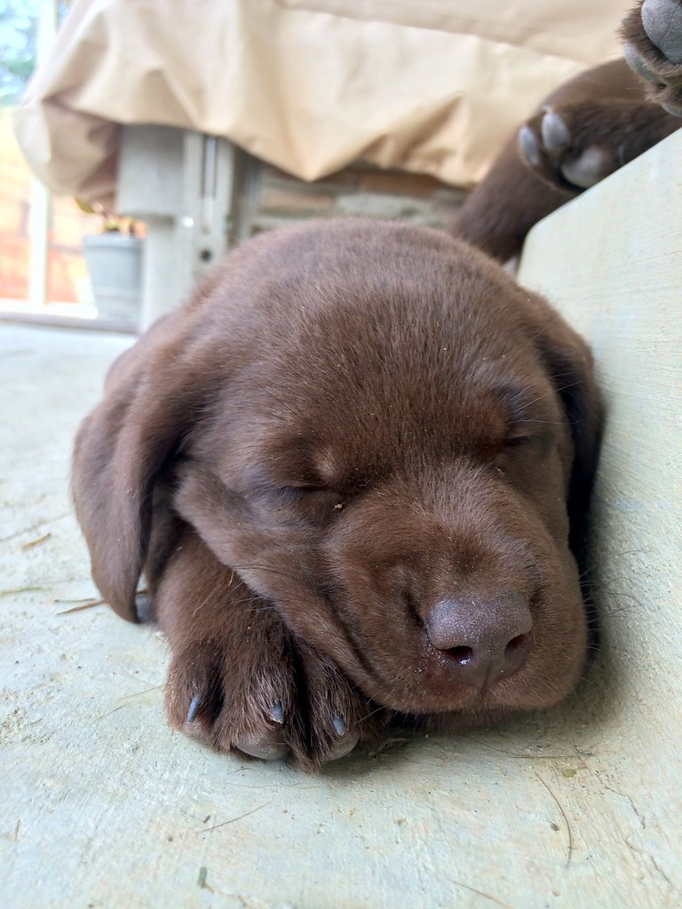 IMG_3976 My new Chocolate Lab puppy at 6 weeks old still a… Flickr