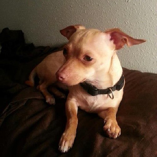 Plz help my dog has parvo and I cant afford treatment... t… Flickr