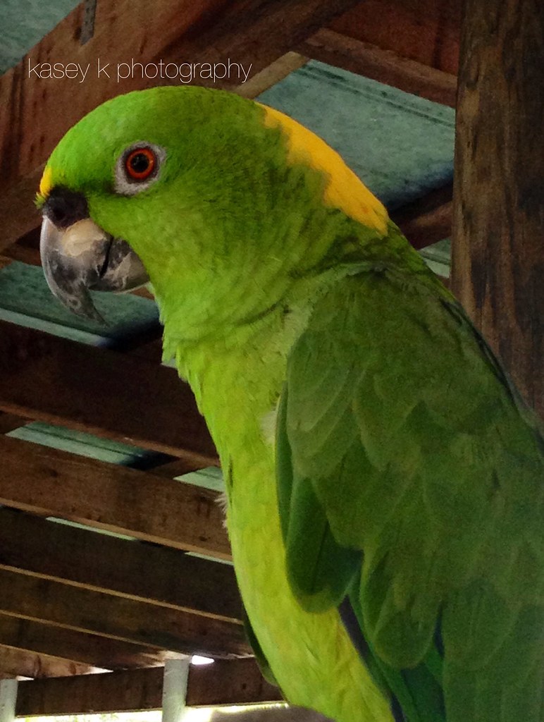 red eyed parrot these pictures, and any other media create… Flickr