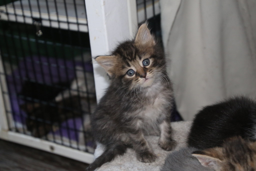 It's Kitten Season! Cats and Kittens at Crafty Cat Rescue … Flickr