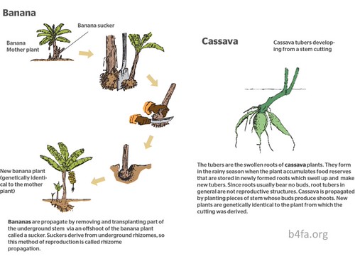 2.6. Asexual reproduction in plants II: banana and cassava… | Flickr