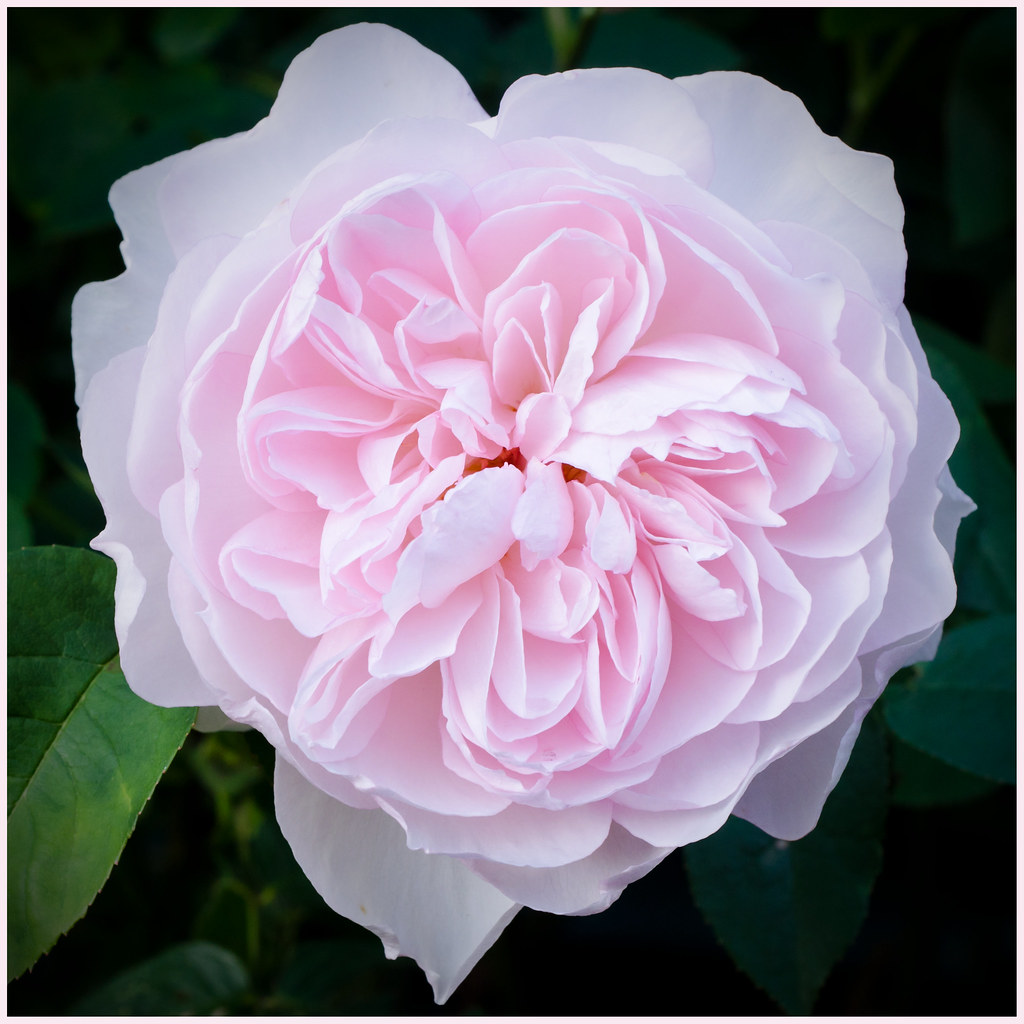 The Alnwick Rose I have one or two roses in my garden. The… Flickr