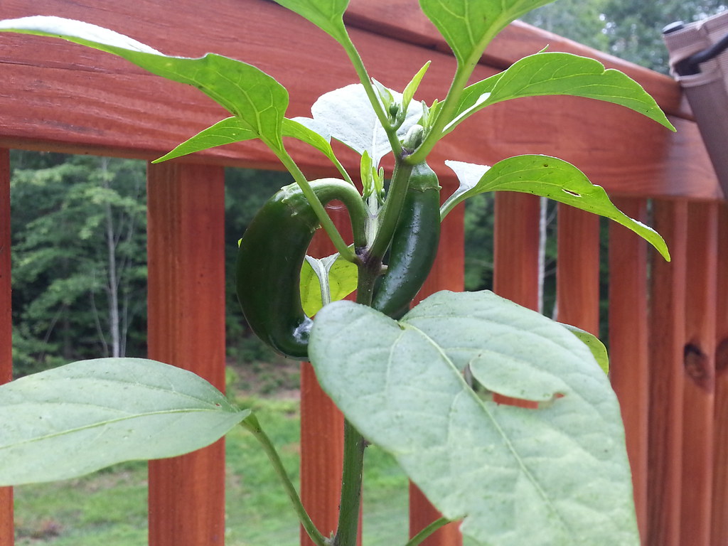 jalapeños evilgurl Flickr