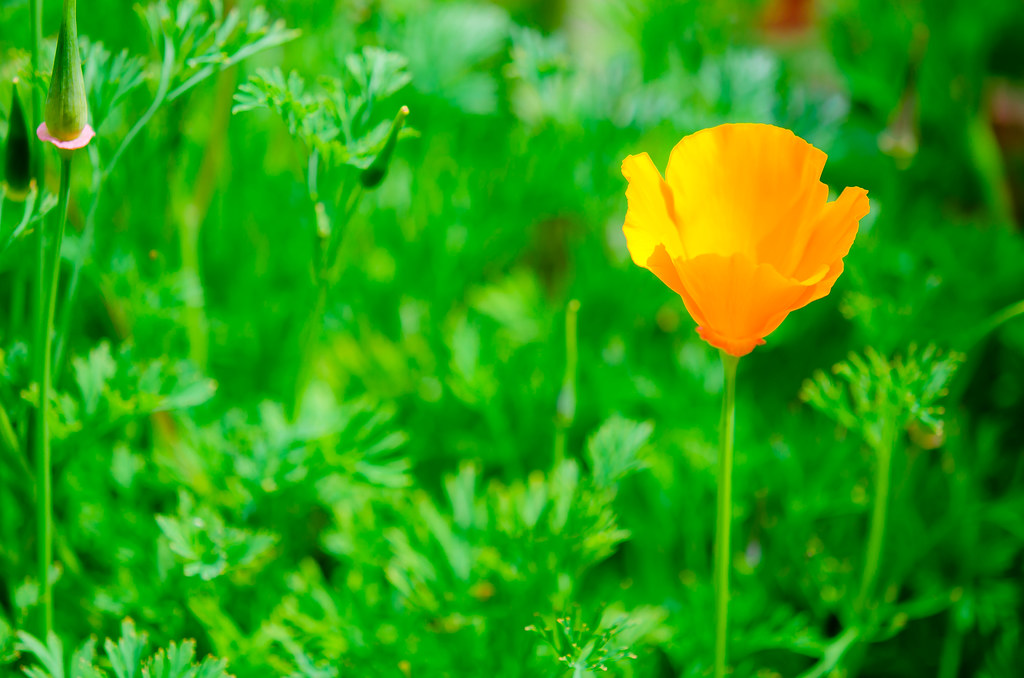 The hidden garden (5 of 5) Scarborough, North Yorkshire. P… Flickr