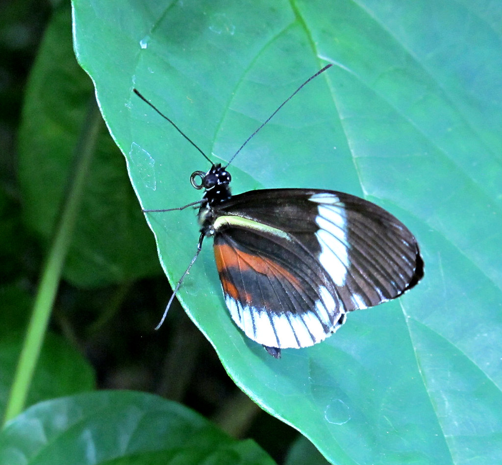 Butterfly, Lewis Ginter Botanical Garden IMG_8757 Lewis Gi… Flickr