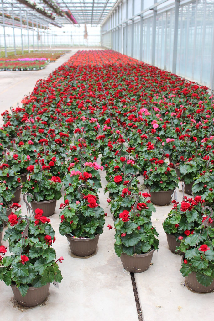 Catoctin Mountain Growers 015 Bernie Rogers Flickr