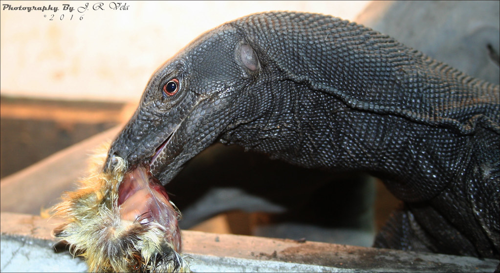 6/5/2016 BDVS2 Female Black Dragon Varanus Salvator Flickr