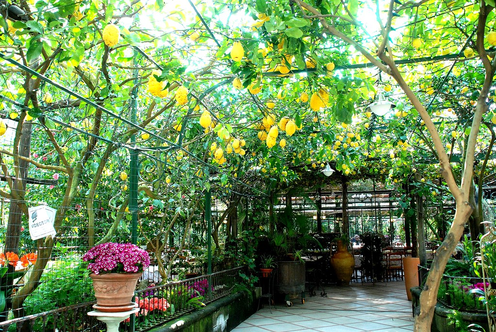 Italy, Sorrento Lemon trees in Ristorante Parrucchiano Flickr