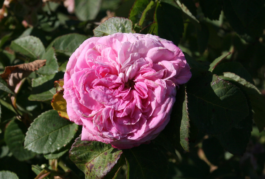 Dr. Peck's 12th Ave. Smoothie [Vacaville clone] O2420 Flickr