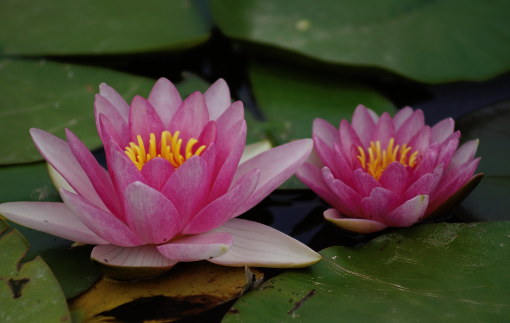 Water Flower 100200 F4.5 Nicholas Shore Flickr