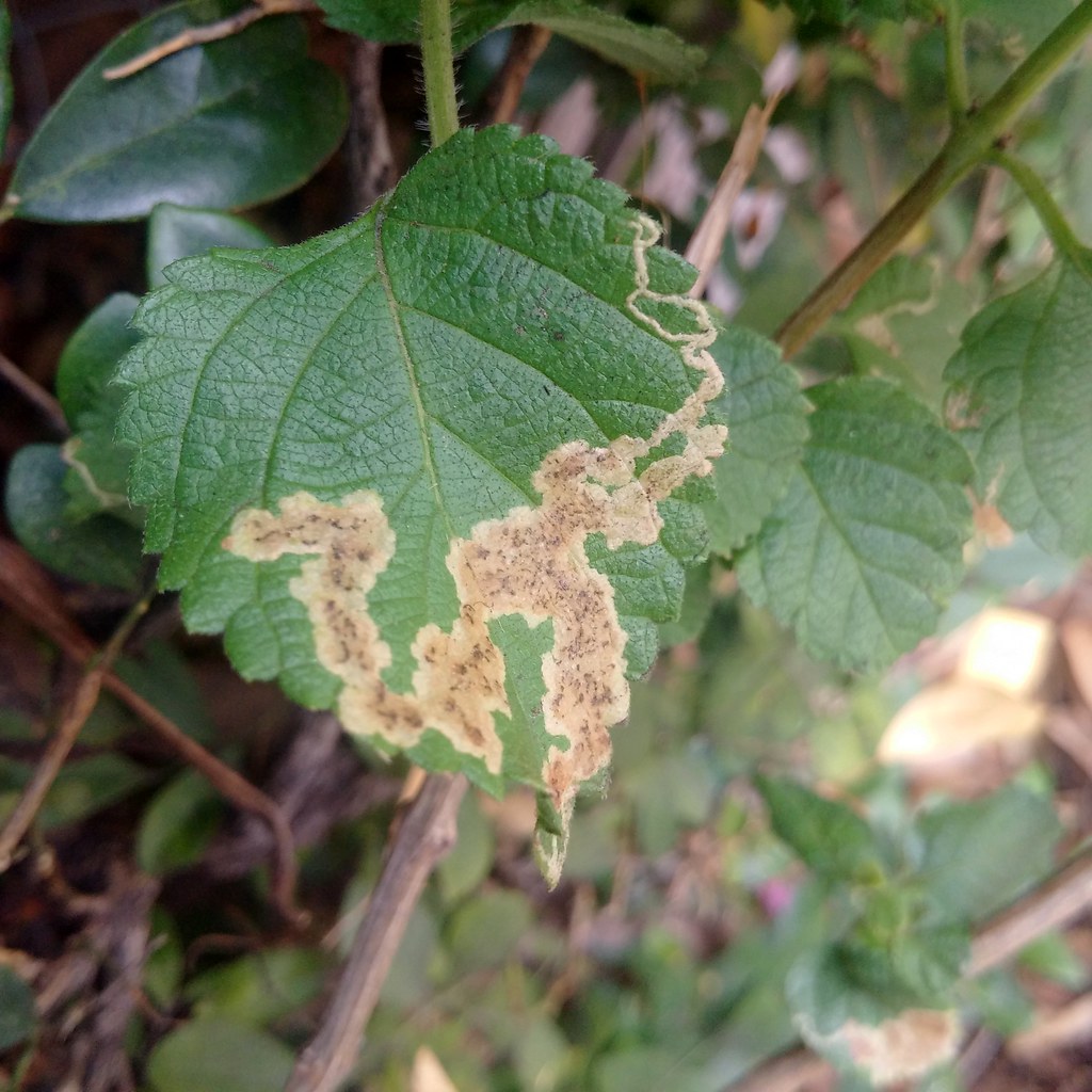 Flickriver Photoset 'Lantana Leaf miners' by Plant pests and diseases