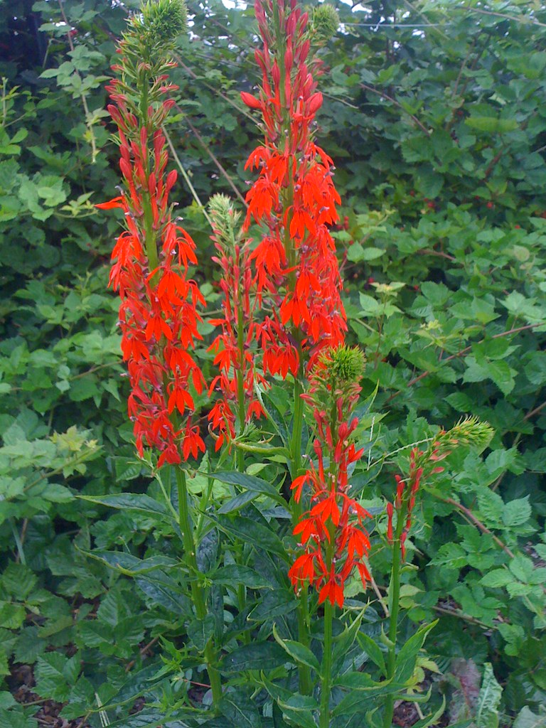 Cardinal Flowers GreenHouse17 Flickr