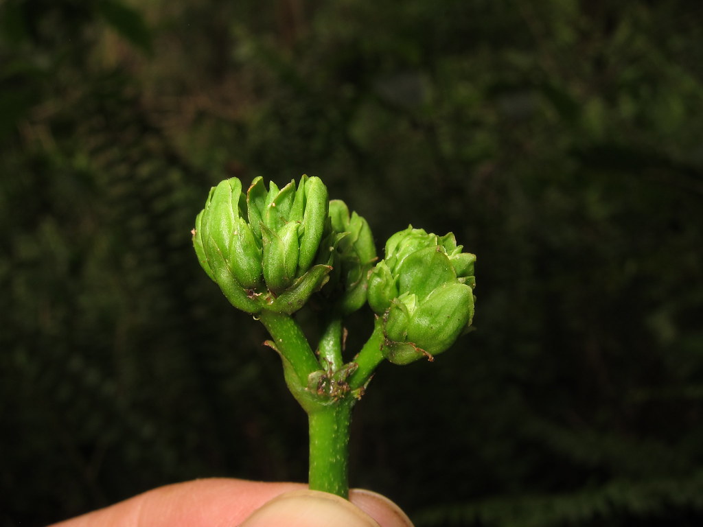 Rauvolfia degeneri Waikakalaua 4343 Rauvolfia degeneri, ha… Flickr