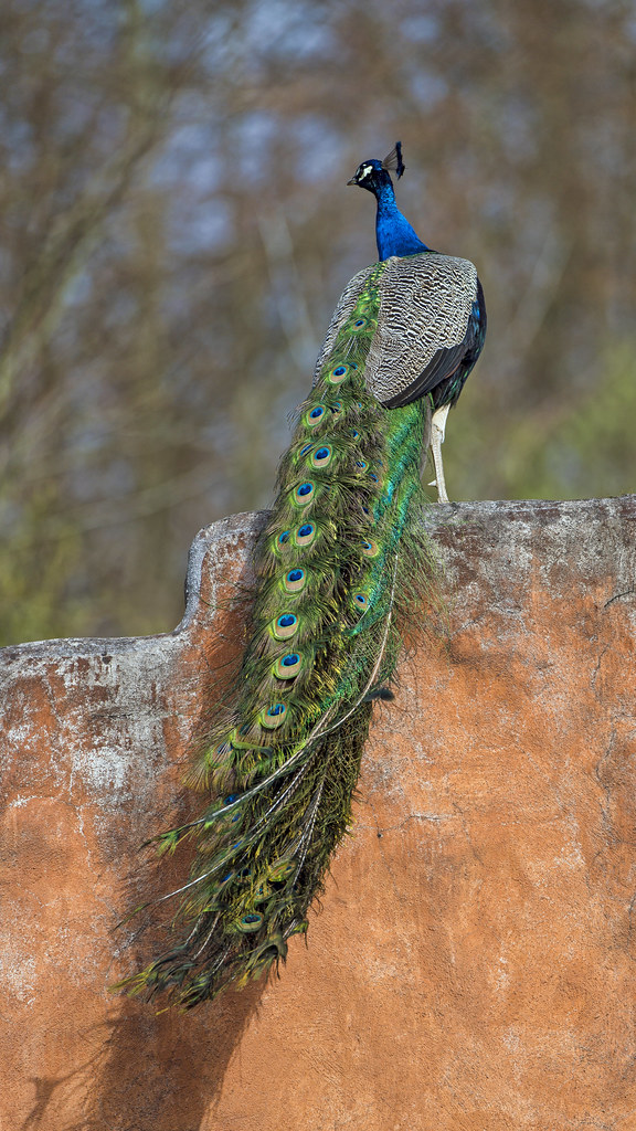 Peacock on the ochre wall One of the many peacocks posing … Flickr