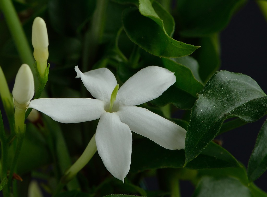 Scented Jasmine Best viewed large. stephen trudgill Flickr