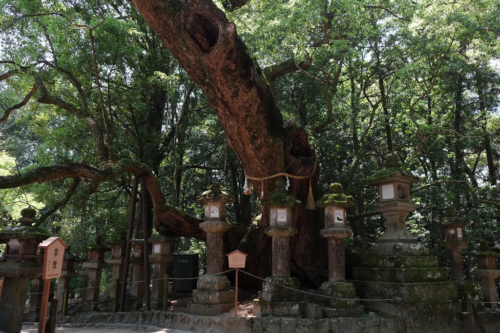 kusunoki ababhastopographer Flickr