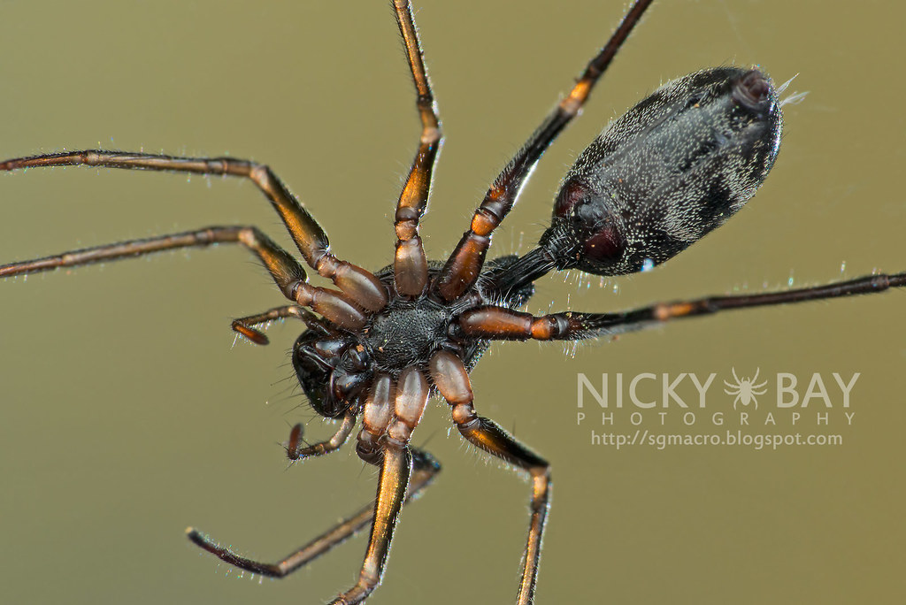 20130601 Venus Drive Flickr