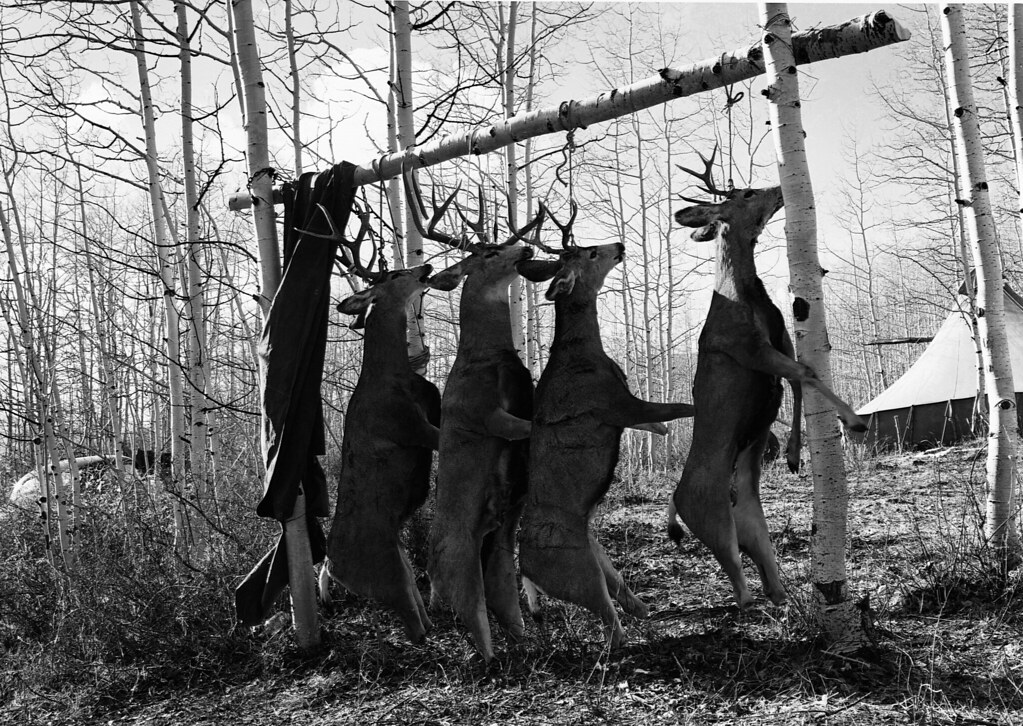 FS002755 Four deer hang from a wooden frame at a hunter's … Flickr