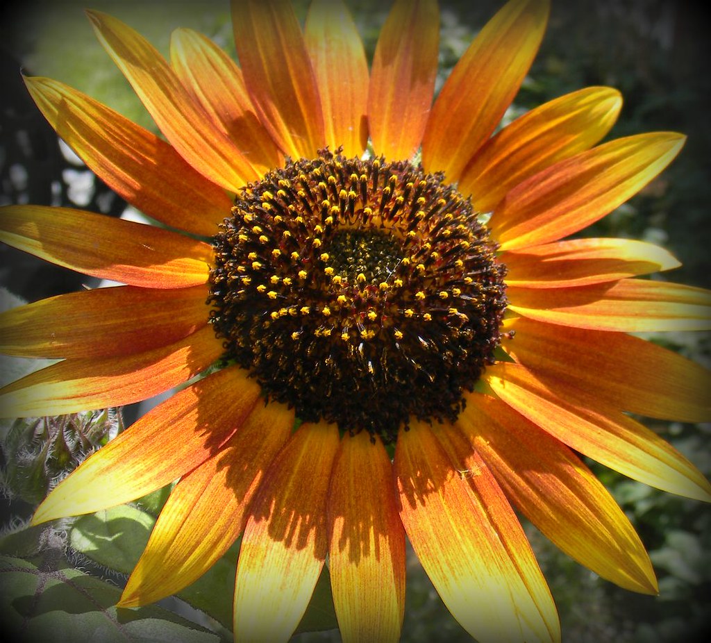 sunflower in my yard (pic 1) I love that the sunflowers co… Flickr