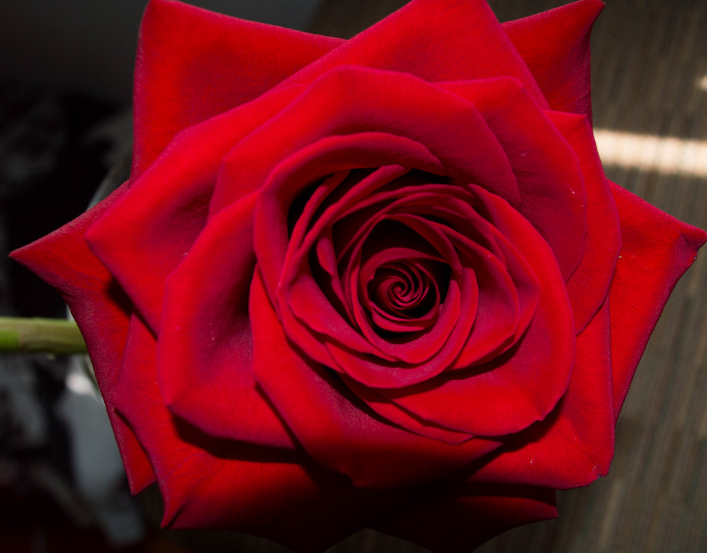 flowers Vernon Bone Flickr