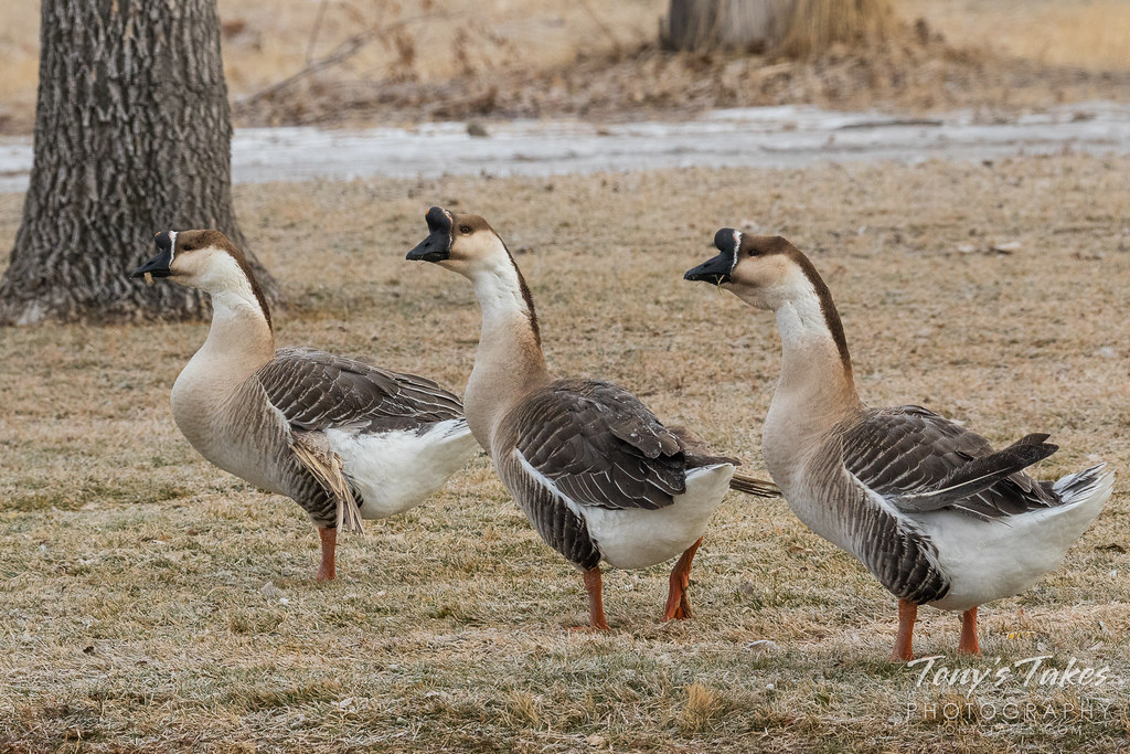 Swan Goose Tony's Takes Photography