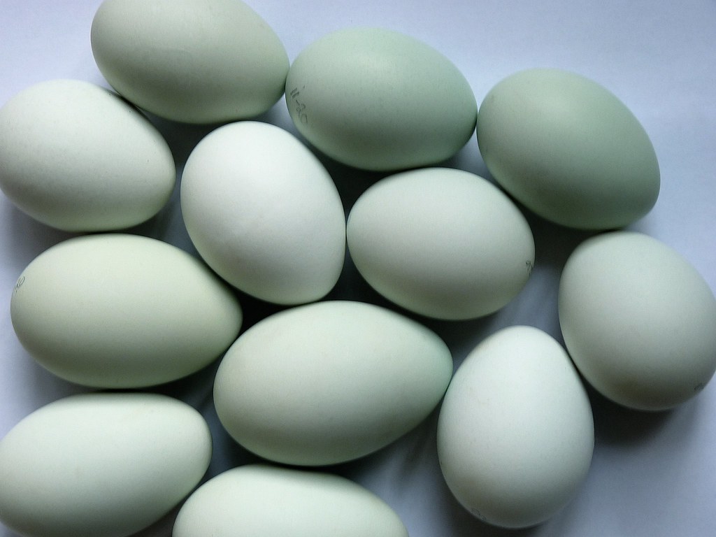 Green Eggs I love blue eggs. These aren't blue; they're gr… Flickr