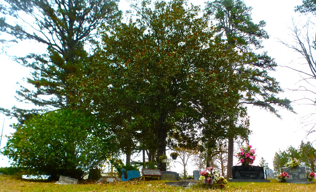 Lead Belly's grave site, Shiloh Baptist Church, Mooringspo… Flickr