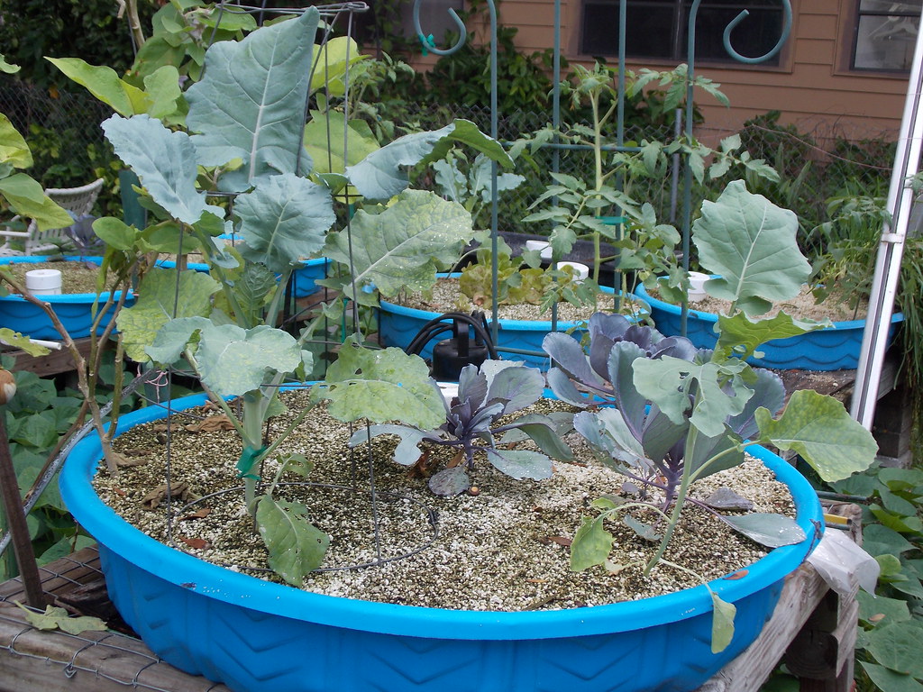 Hydroponic Italian broccoli & Square foot hydroponic garde… Flickr