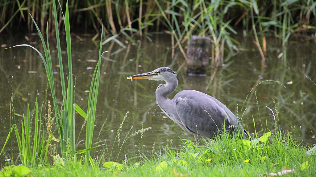 Grey Heron catching fish in the Vondelpark © all rights