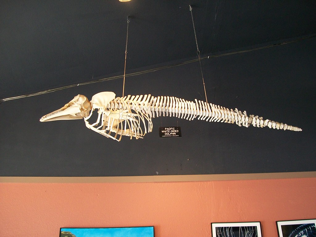 Marine Life Museum Flickr