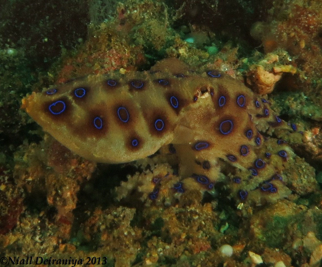 Blue Ringed DEATH Deadly blue ringed octopus. This thumb s… Flickr