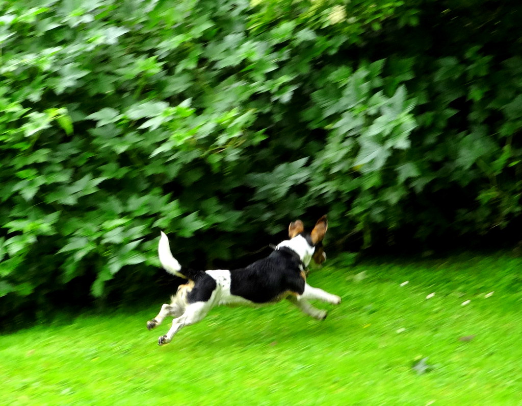 Kilsyth Farm dog chasing rabbits at Allanfauld Farm B&B austexican718 Flickr