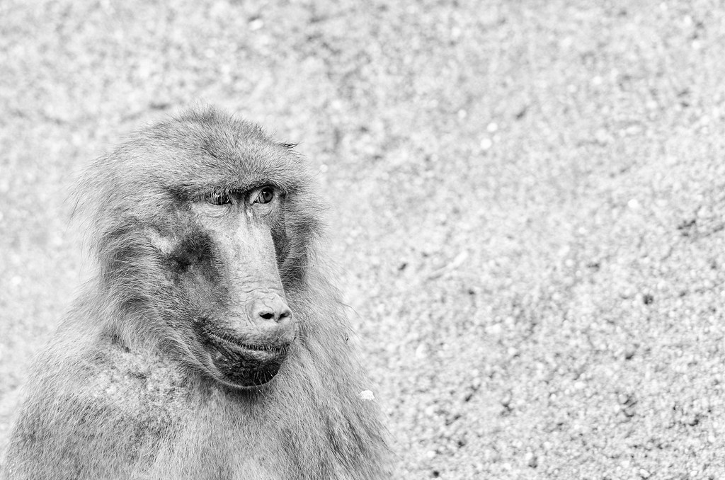 sw Zoo Affe Die Zitronenfalter Flickr