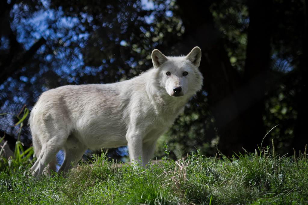 Wolf Scientific name Canis lupus IUCN status Listed