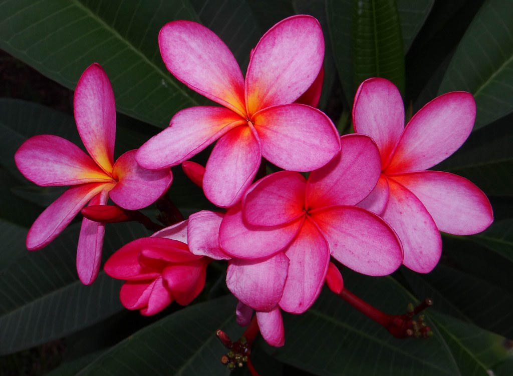 FRANGIPANI / PLUMERIA 18 (Bangla = কাঠ গোলাপ) … Flickr