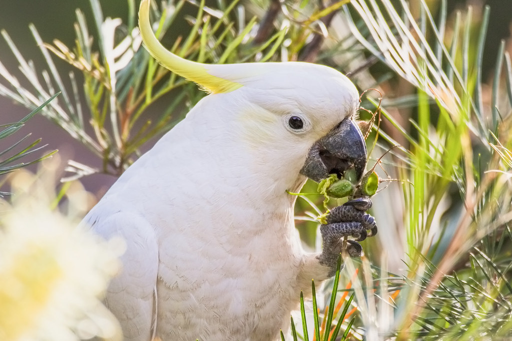 Cockatoo Meal Time Eating something like lollipops for… Flickr