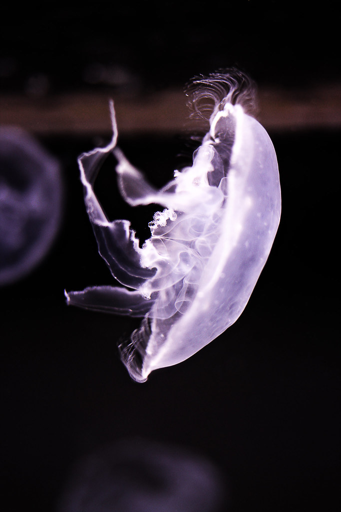 Jelly Waikiki Aquarium, Hi The Waikiki Aquarium is an aqua… Flickr