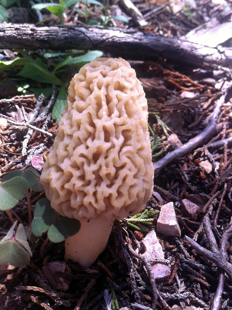 Morel Mushroom (Morchella) Benton County, Arkansas, USA Flickr