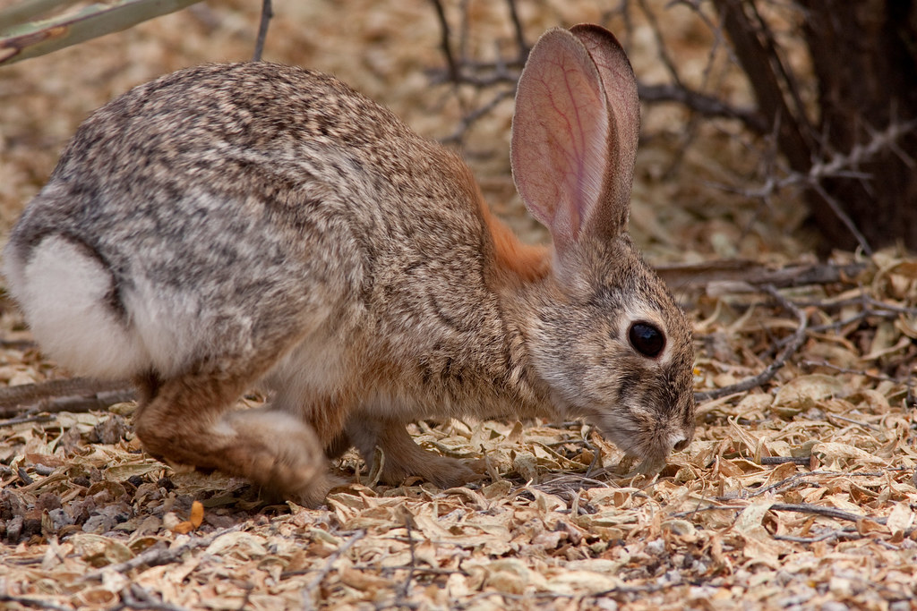 Desert Cottontail Rabbit_MG_3729_edited1 Desert Cottontai… Flickr