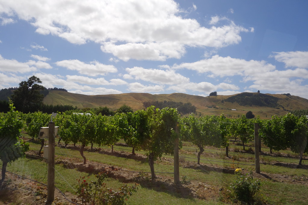 More Vinyards Martinborough aa440 Flickr