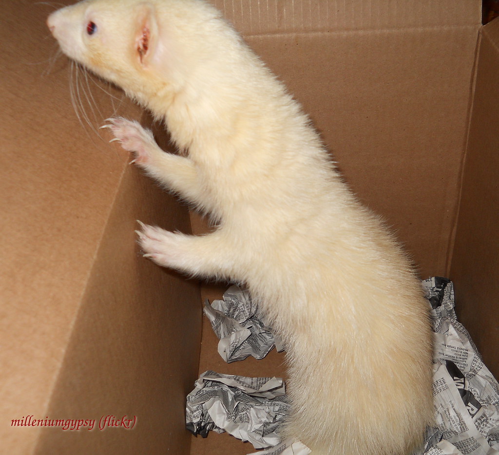 Ferrets and boxes Lokke Amanlonde Flickr