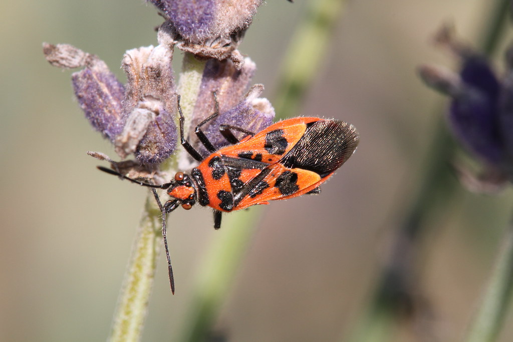 Blackandred Squash Bug Corizus hyoscyami Weybourne G… Flickr