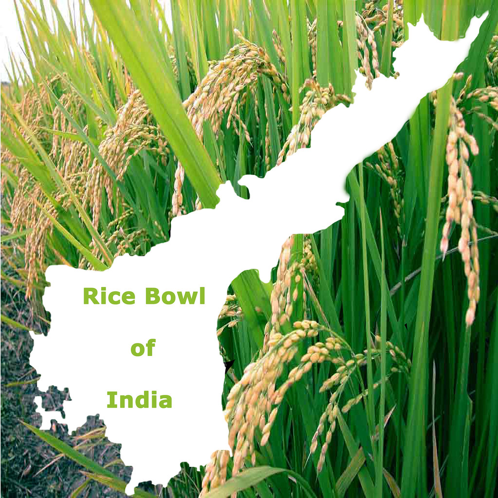 Rice bowl of india Naresh Byra Flickr