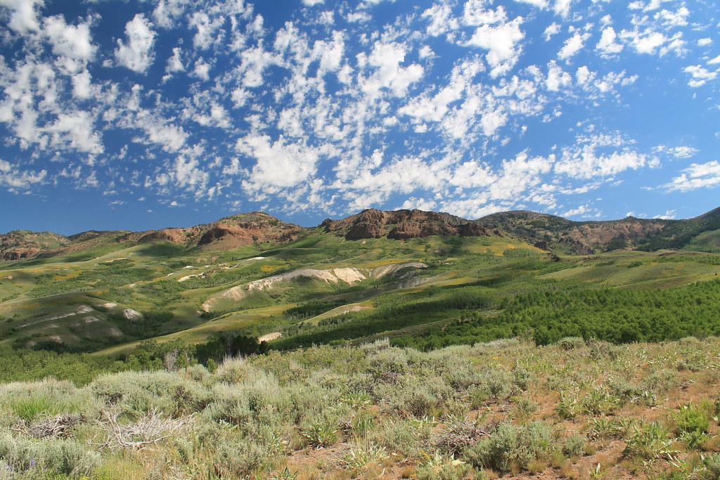 Jarbidge WIlderness, Nevada Spring wildflower bloom in the… Flickr