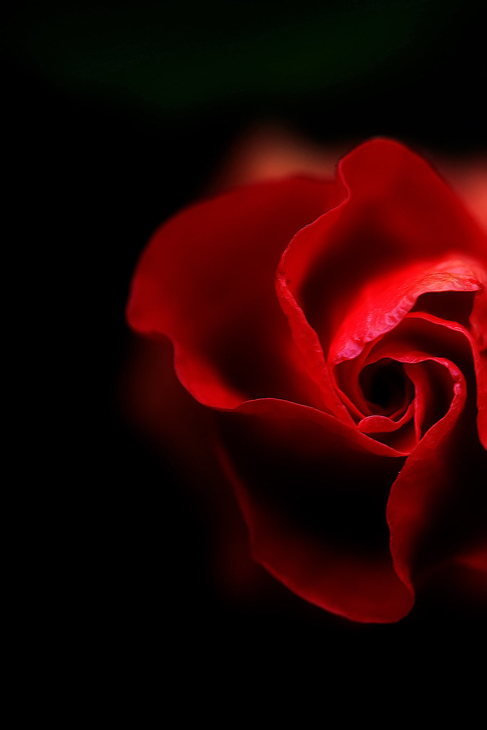 hibiscus bud This is another bud from the same plant that … Flickr