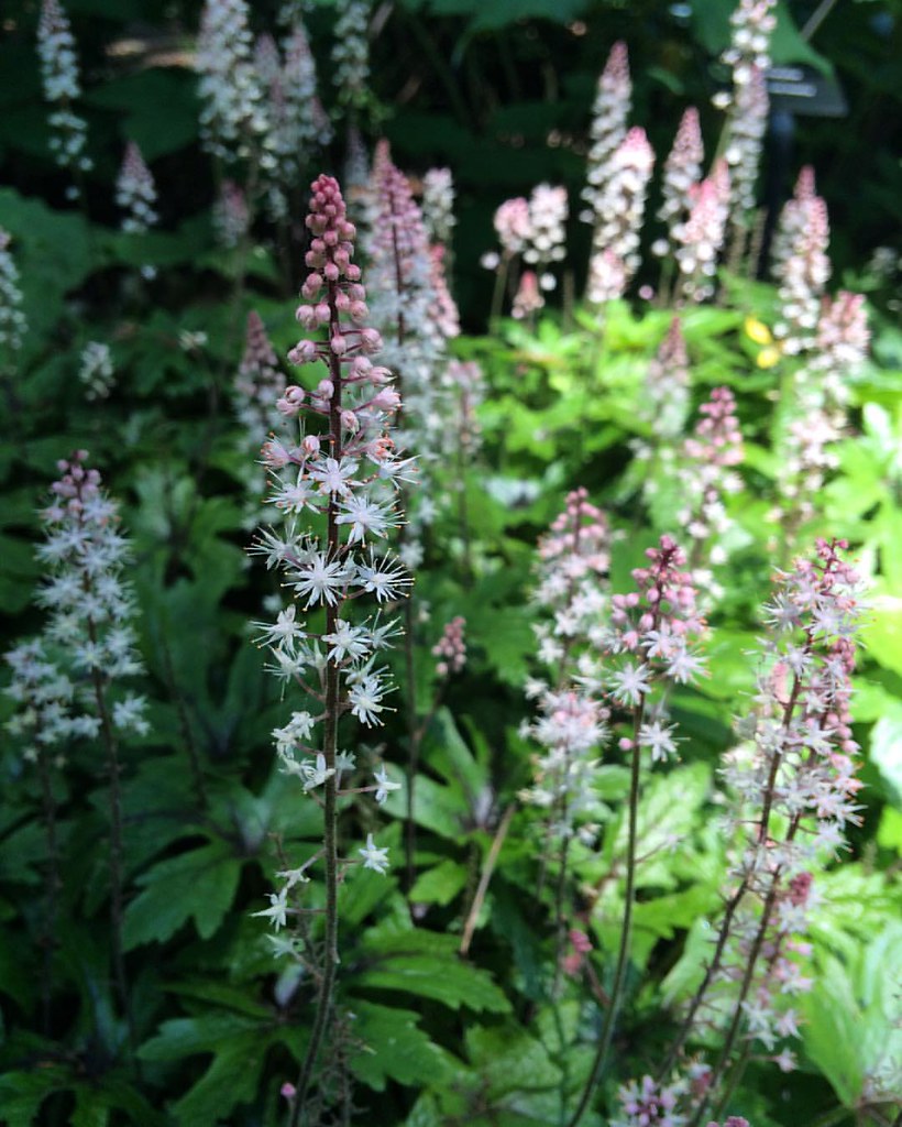 Foam Flower Tiarella 'Pink Skyrocket' Saxifragaceae Flickr