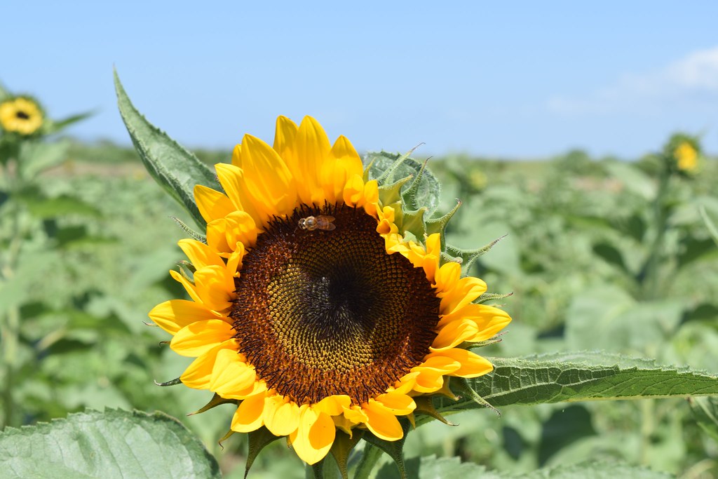 Sunflower Farm Guanica, Puerto Rico Flickr